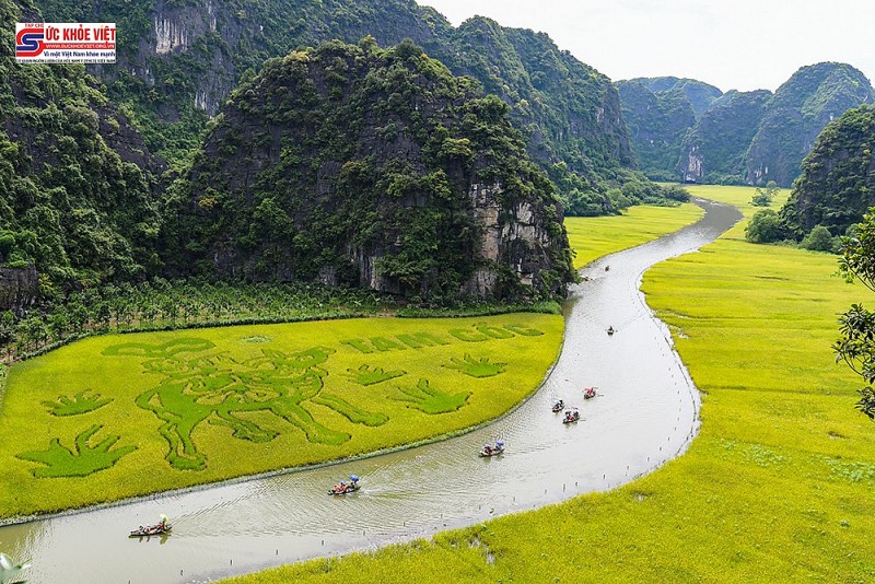 Hình ảnh Mùa vàng Tam Cốc trước ngày khai hội