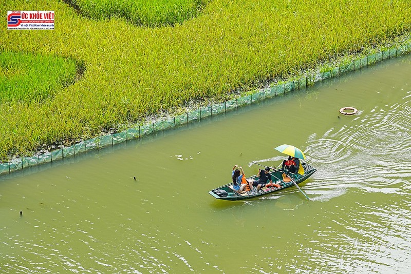 Hình ảnh Mùa vàng Tam Cốc trước ngày khai hội