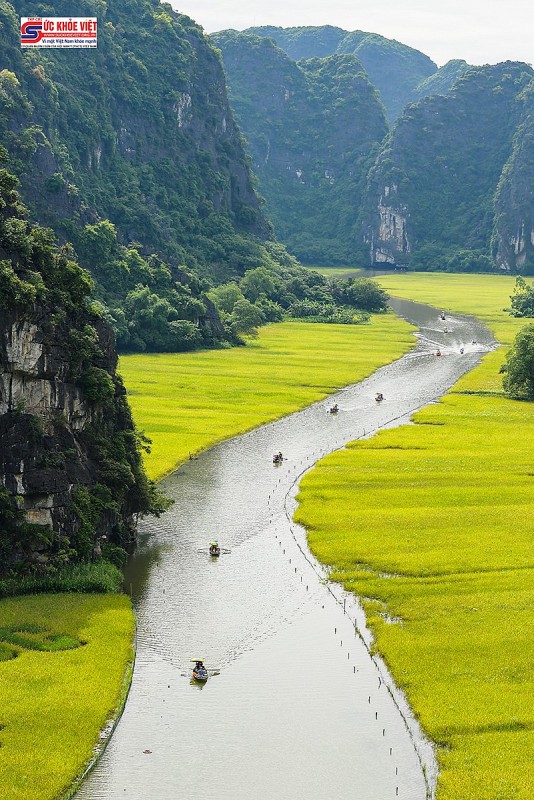 Hình ảnh Mùa vàng Tam Cốc trước ngày khai hội