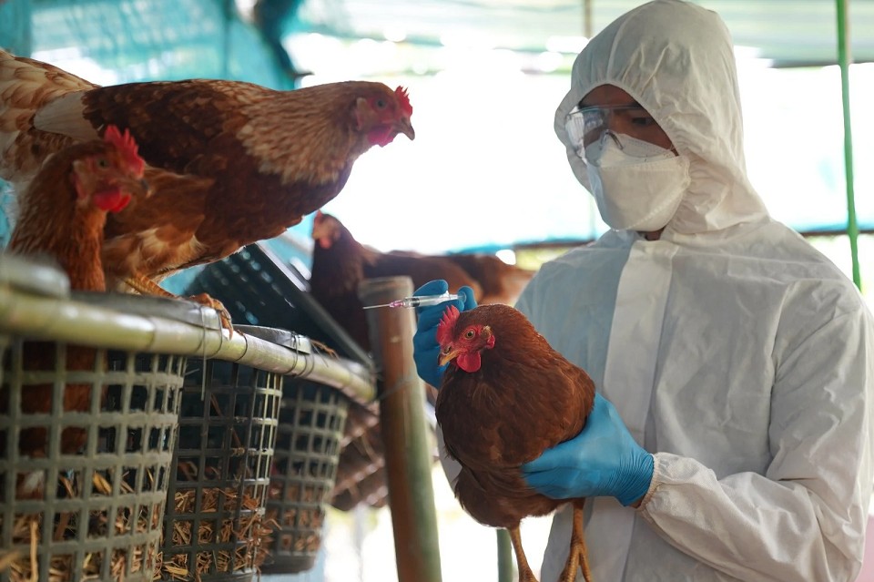 Hà Nội: Tăng cường công tác phòng, chống các bệnh lây truyền từ động vật sang người
