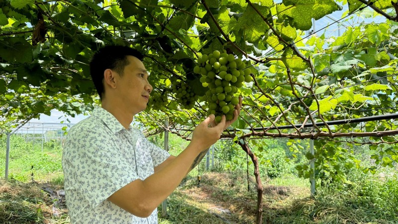 Anh Nguyễn Hồng Thịnh thường xuyên quan tâm chăm sóc đến sự phát triển của cây trồng. Ảnh: Hữu Phúc
