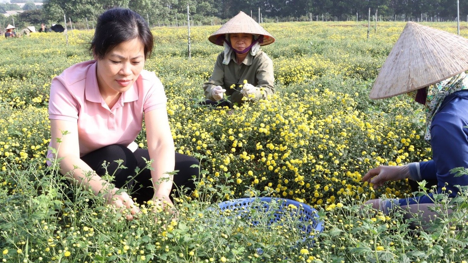 Thành phố Hà Nội ban hành Kế hoạch phát triển cây dược liệu năm 2024 – 2025