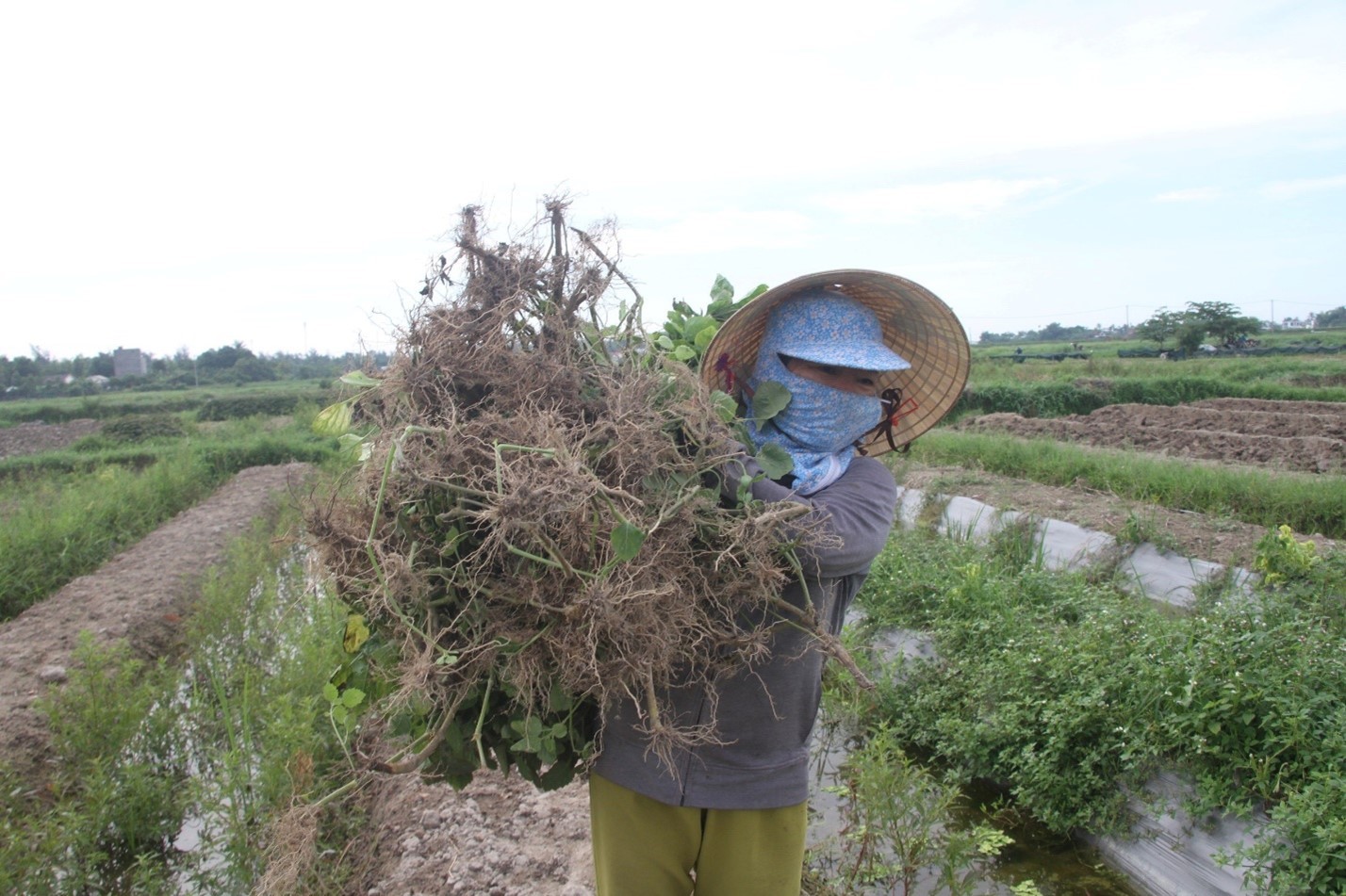 Lá “mùng 5” - vị lá đặc trưng của người Quảng Nam