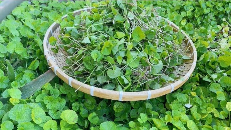 Việt Nam có loại rau trường thọ, mọc hoang dại