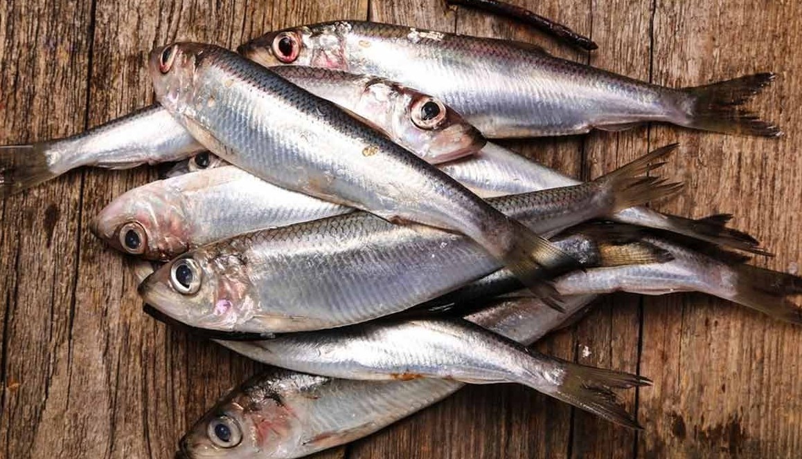 6 lợi ích sức khỏe khi ăn cá mòi