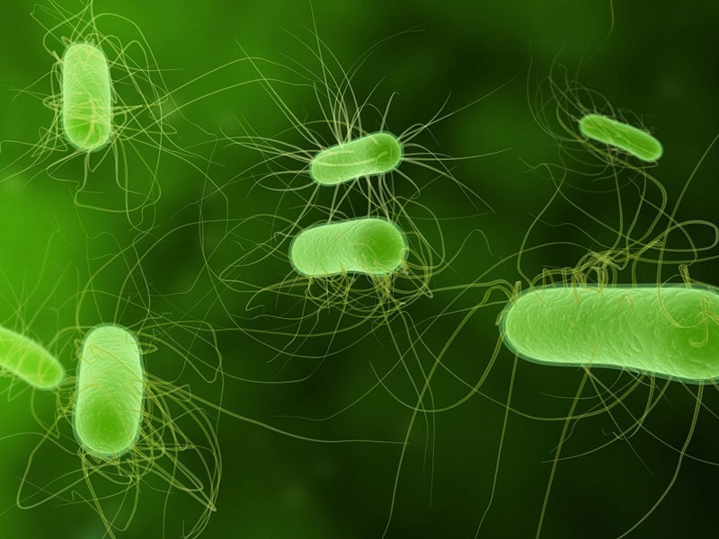 Dịch E.Coli bùng phát tại Anh