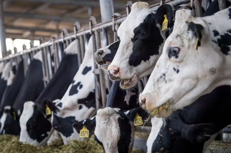 Mỹ: Mở rộng xét nghiệm cúm gia cầm trên các sản phẩm sữa