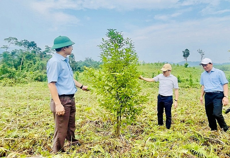 Nghiên cứu xây dựng mô hình phát triển một số cây dược liệu dưới tán rừng tự nhiên
