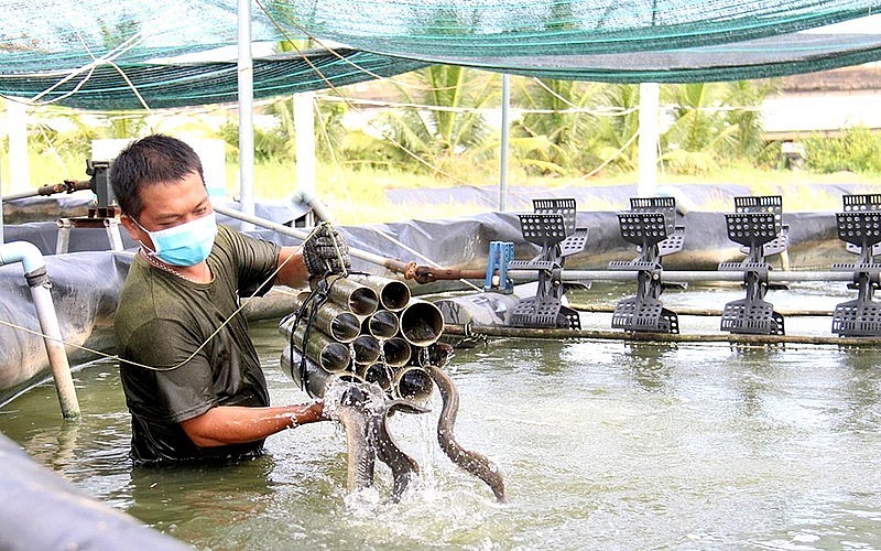 Nông dân nuôi cá chạch lấu trên địa bàn xã Tân Bình, TP. Tây Ninh. Ảnh minh hoạ: X.V