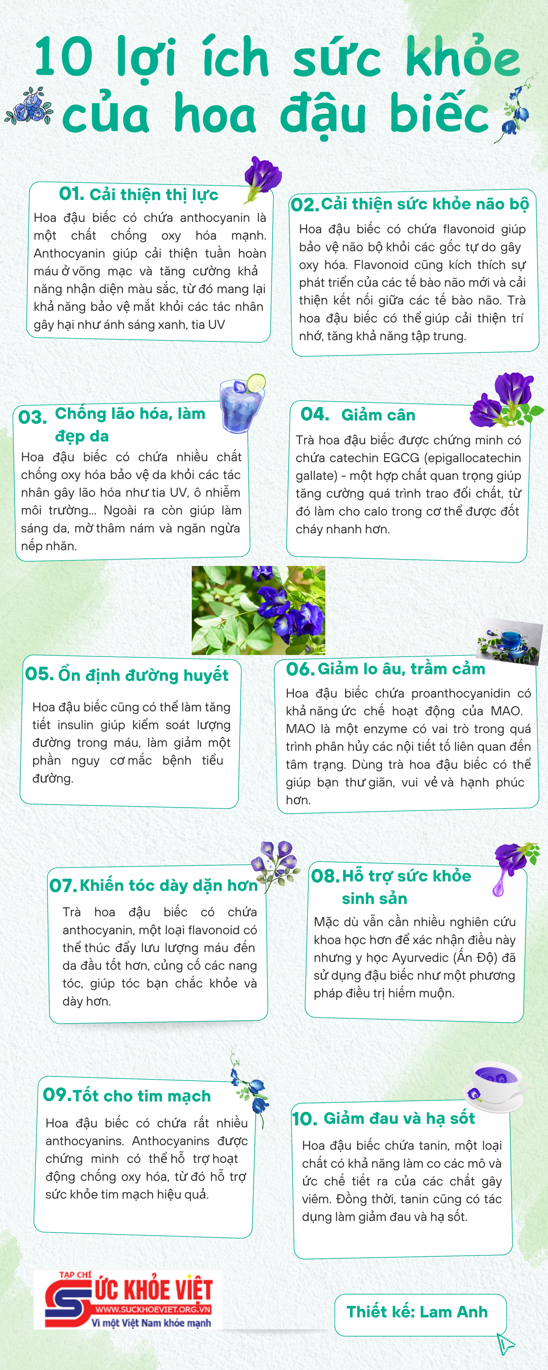 [Infographic] 10 lợi ích sức khỏe của hoa đậu biếc