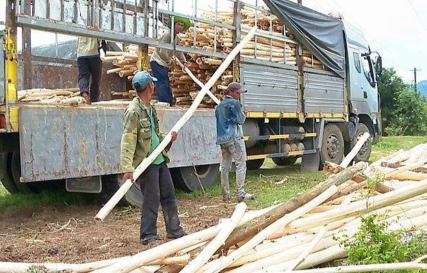 Nhiều gia đình người dân tộc thiểu số ở huyện M’Drắk có đời sống khá nhờ trồng cây keo lai lấy gỗ.