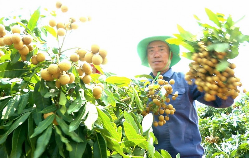 Nhờ trồng nhãn Hương Chi nên nhiều gia đình ở xã Cư Prao - huyện M’Drắk có thu nhập hàng trăm đến hàng tỷ đồng/năm.