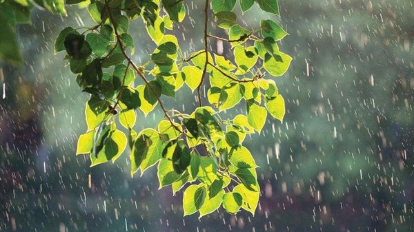 Dự báo thời tiết ngày 3/7/2024: Hà Nội mưa to cục bộ, trời mát