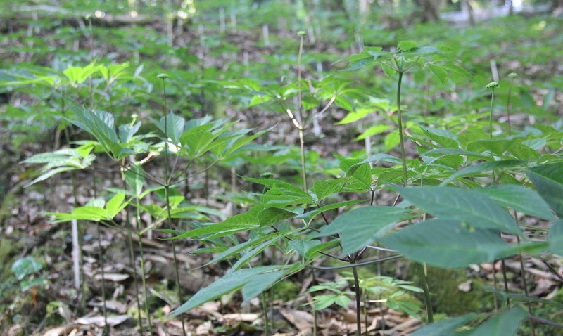 Đề nghị thẩm định, xem xét trình phê duyệt đề án phát triển trung tâm công nghiệp dược liệu tại Quảng Nam