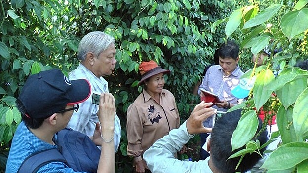 Do phát triển sau nên nông dân Campuchia học hỏi, đúc rút được nhiều kinh nghiệm…