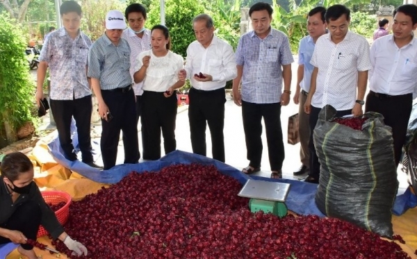 Xây dựng mô hình liên kết sản xuất và tiêu thụ sản phẩm có giá trị cao từ cây atiso đỏ