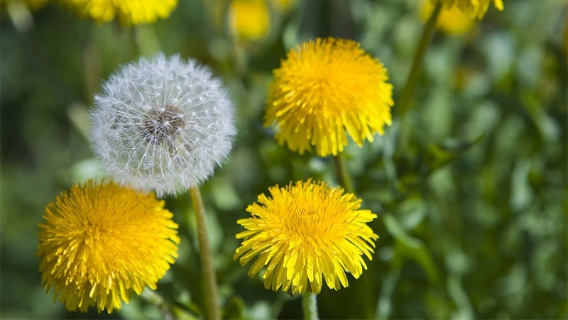 7 loại hoa tốt cho sức khỏe nên trồng trong nhà