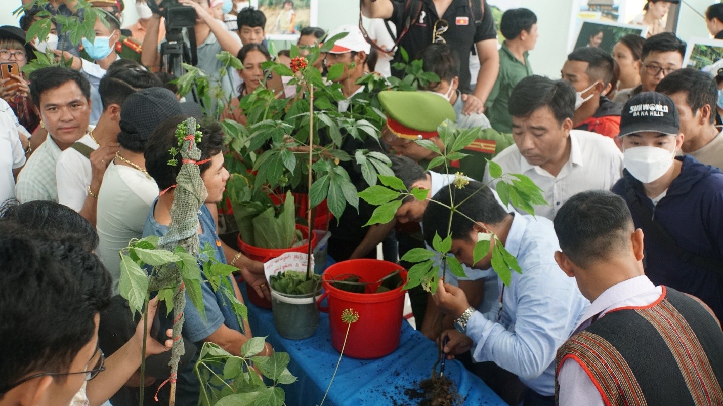 Quảng Nam: Sẵn sàng cho Lễ hội Sâm Ngọc Linh Quảng Nam: Sẵn sàng cho Lễ hội Sâm Ngọc Linh