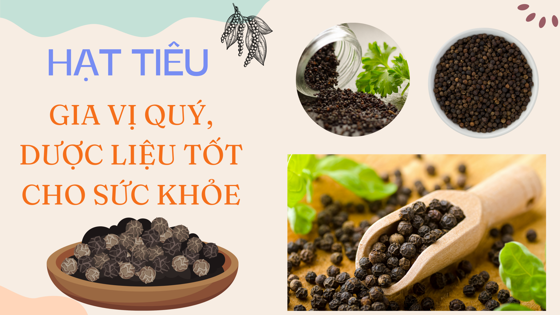 [E-Magazine] Hạt tiêu - Gia vị quý, dược liệu tốt cho sức khỏe