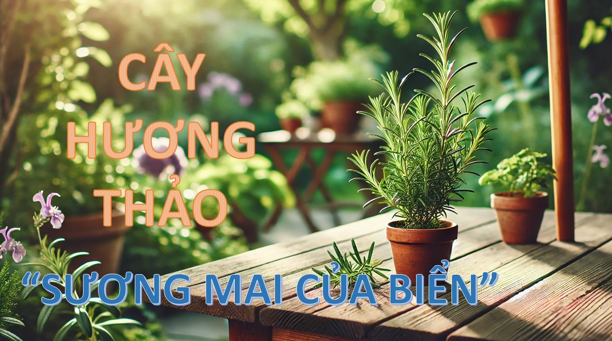 [E-Magazine] Cây hương thảo - "Sương mai của biển"