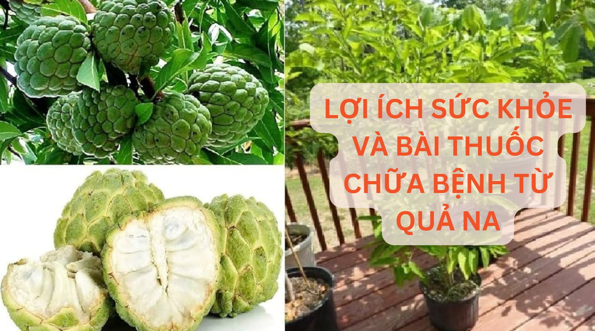 [E-Magazine] Lợi ích sức khỏe và bài thuốc chữa bệnh từ quả na