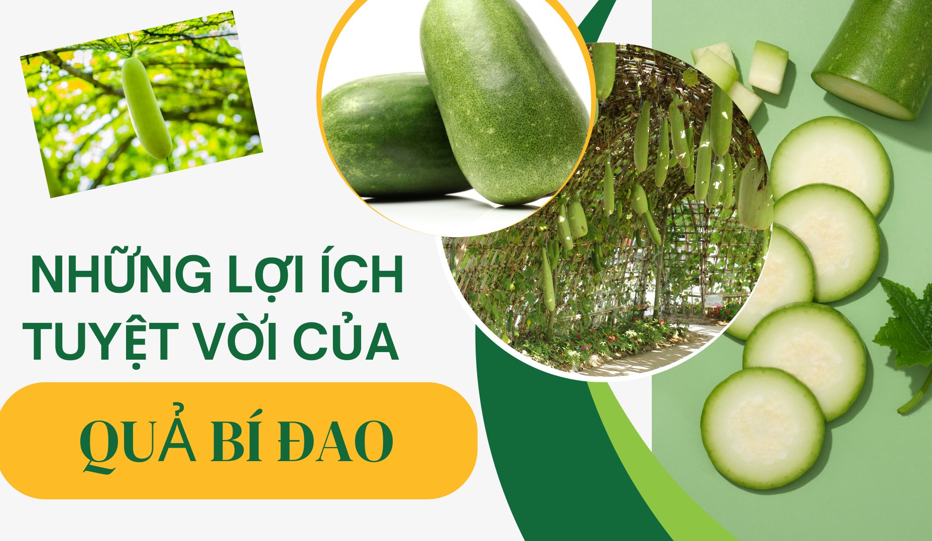 [E-Magazine] Những lợi ích tuyệt vời của quả bí đao