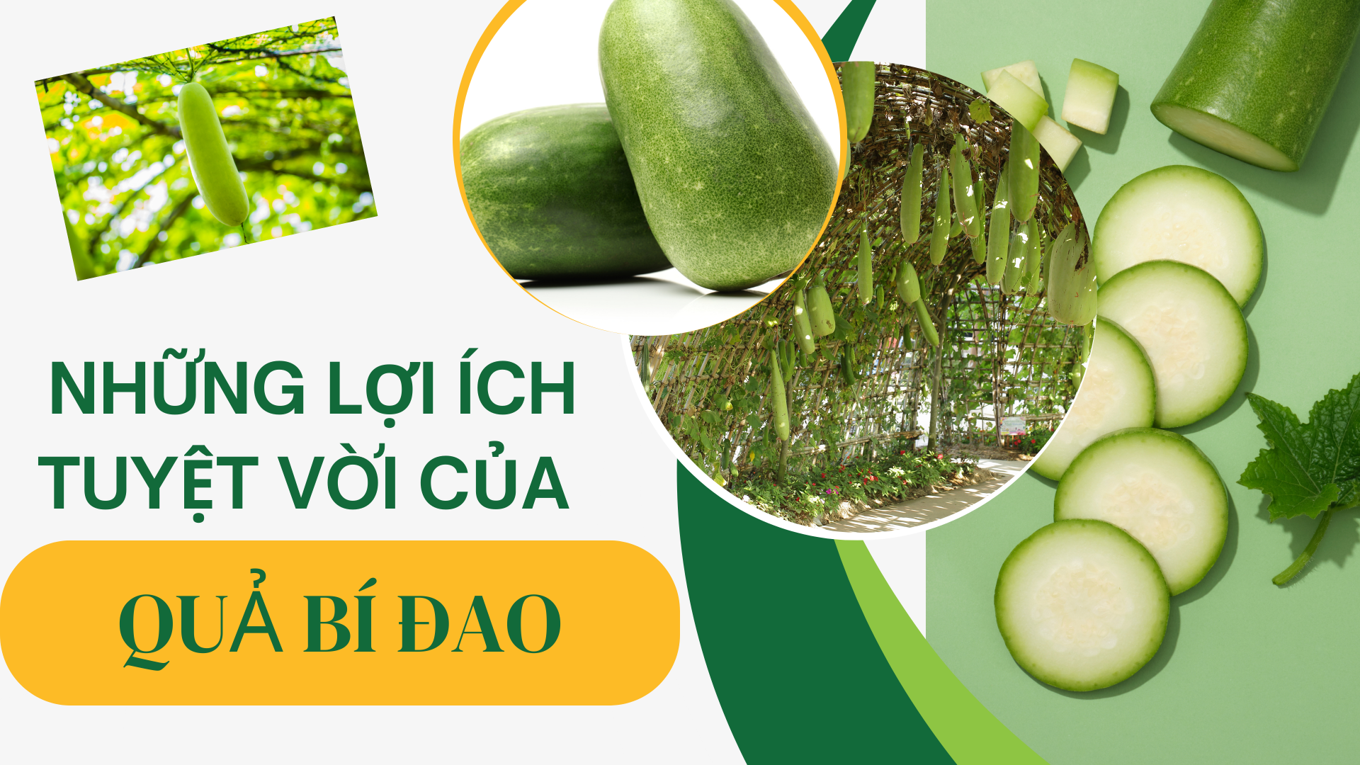 [E-Magazine] Những lợi ích tuyệt vời của quả bí đao