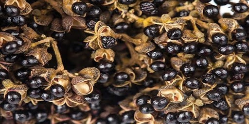 Khám Phá Hạt Mắc Khén - Hương Vị Đặc Trưng Của Tây Bắc Khám Phá Hạt Mắc Khén - Hương Vị Đặc Trưng Của Tây Bắc