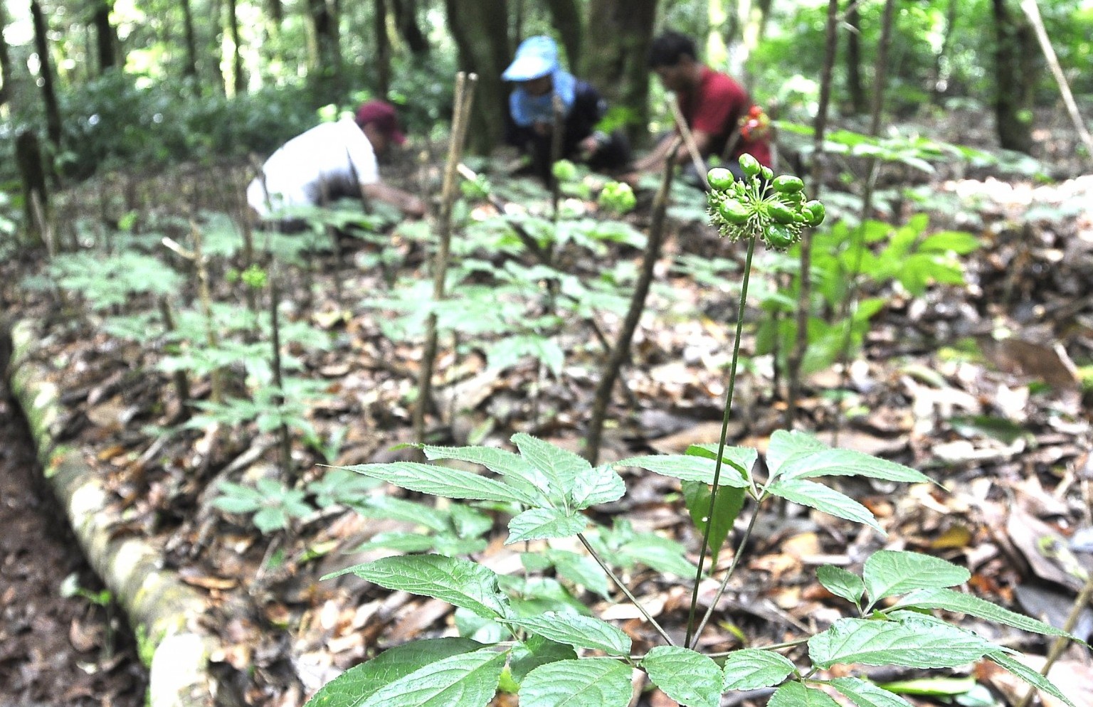 Kon Tum chuẩn bị tổ chức Festival sâm Ngọc Linh lần I và các hoạt động văn hóa, thể thao, du lịch