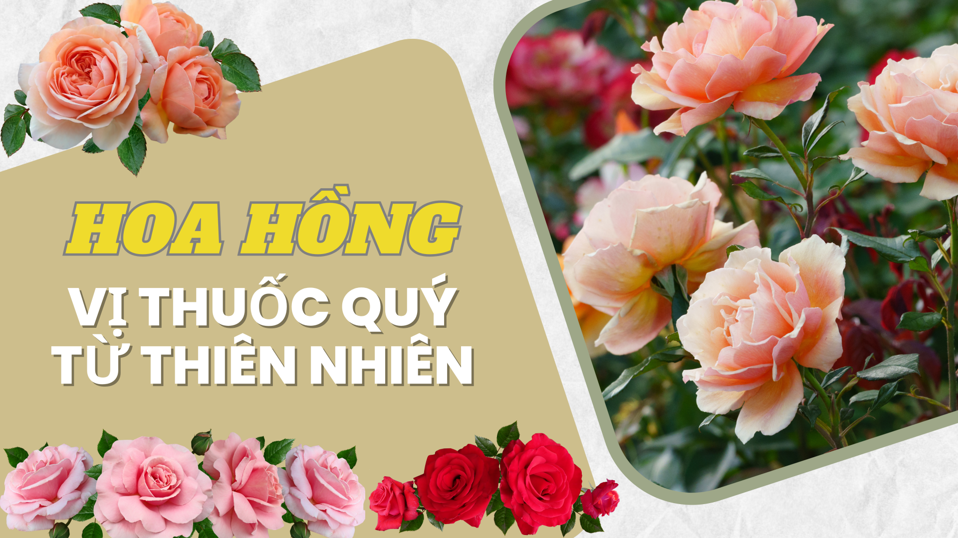 Hoa hồng - Vị thuốc quý từ thiên nhiên