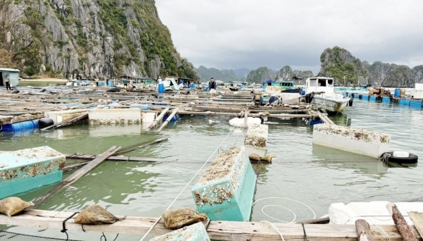 Tập trung triển khai các biện pháp nhanh chóng phục hồi sản xuất nông nghiệp sau bão số 3 và mưa lũ