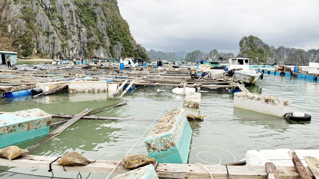 Tập trung triển khai các biện pháp nhanh chóng phục hồi sản xuất nông nghiệp sau bão số 3 và mưa lũ