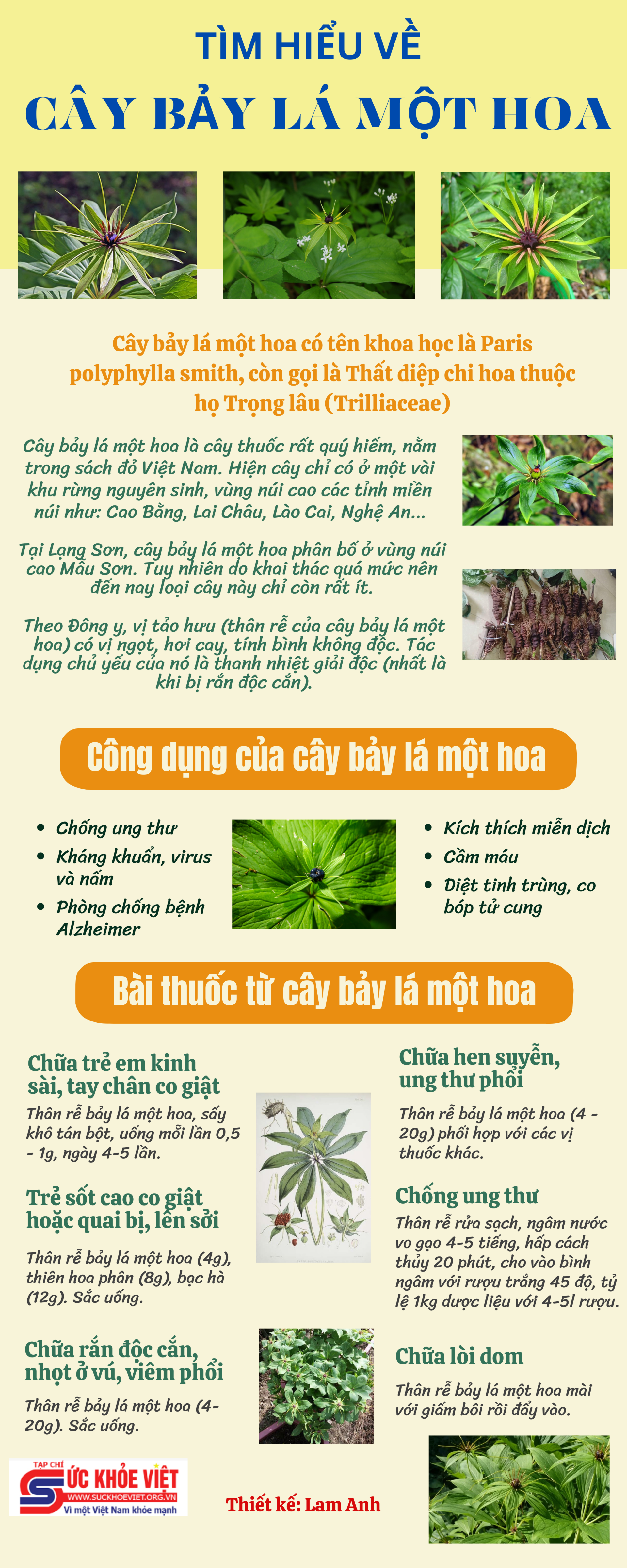 [Infographic] Tìm hiểu về cây bảy lá một hoa