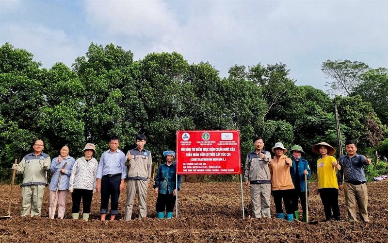 Thí điểm trồng cây dược liệu cúc hoa vàng theo hướng tuần hoàn hữu cơ tại Lào Cai