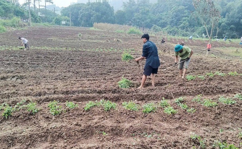 Thí điểm trồng cây dược liệu cúc hoa vàng theo hướng tuần hoàn hữu cơ tại Lào Cai