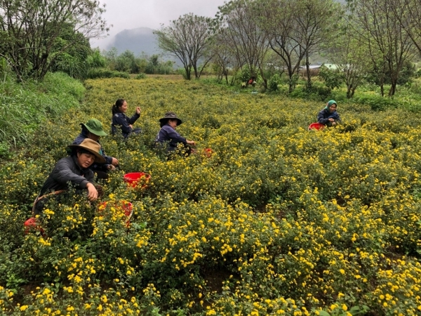 Phát triển cây dược liệu hướng đi bền vững cho nông nghiệp và tăng trưởng kinh tế tại Nghệ An