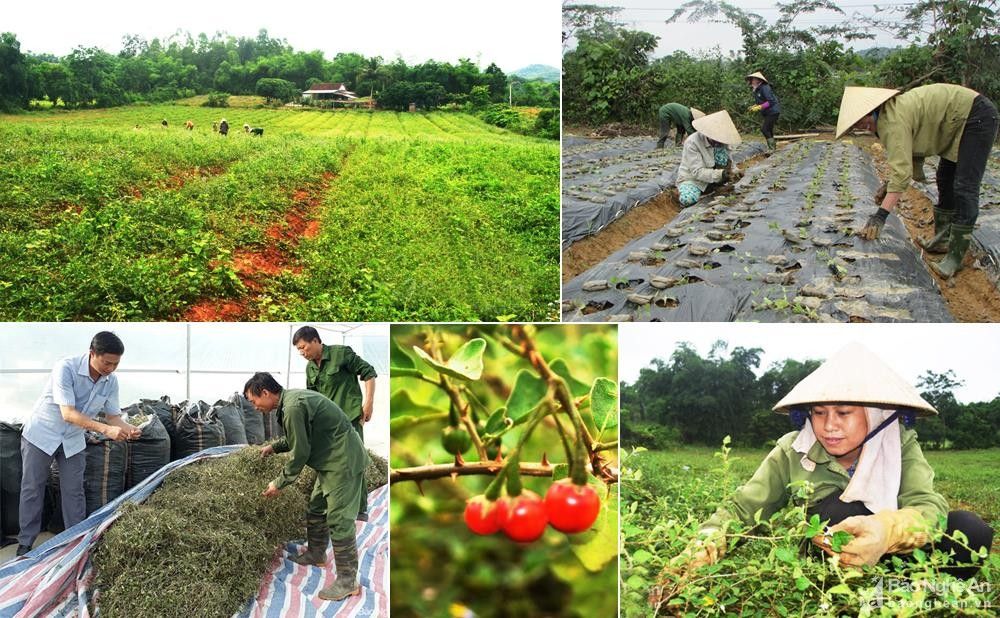 Phát triển vùng trồng dược liệu tại Nghệ An