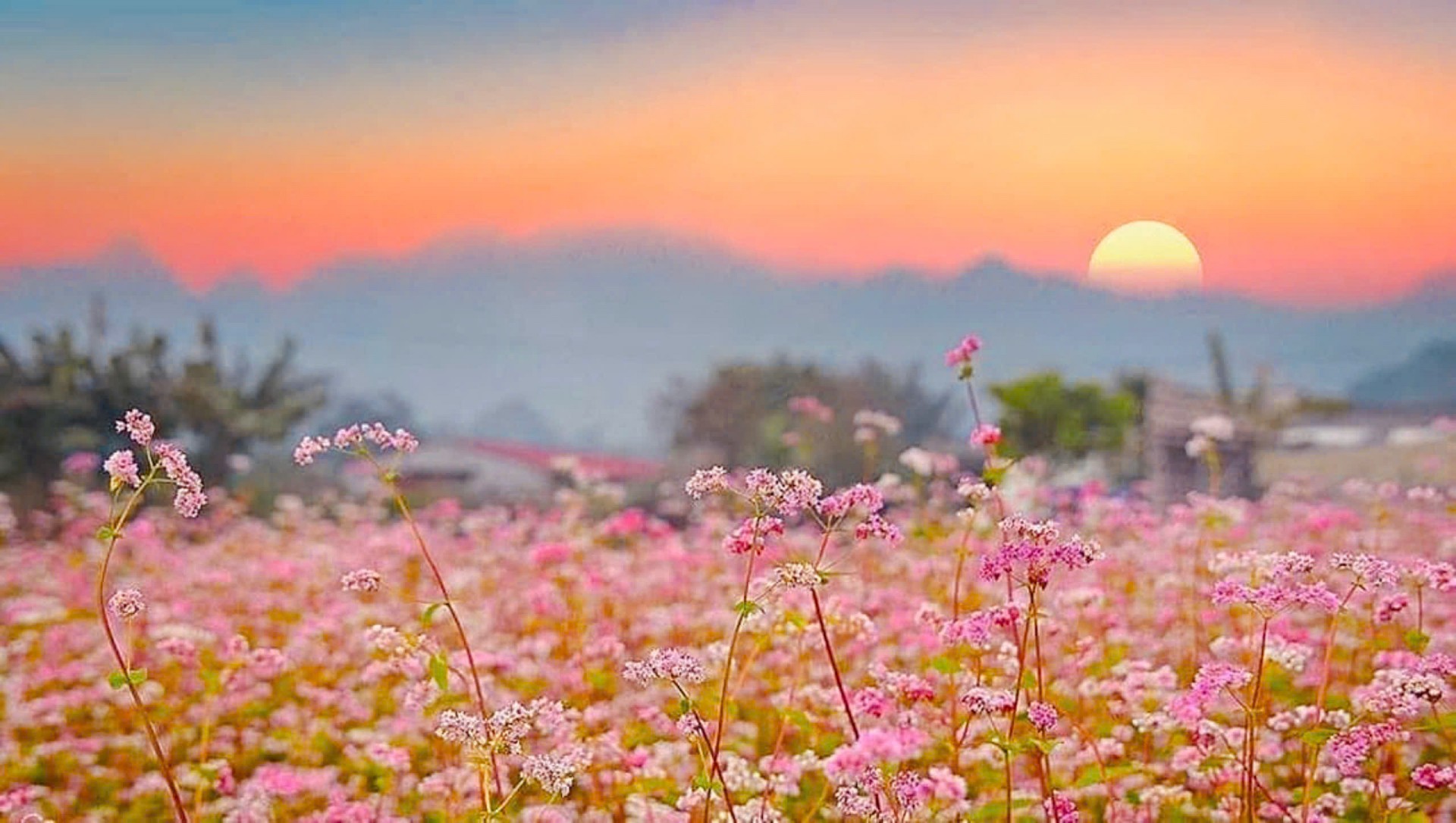 Ngắm vẻ đẹp mơ màng Hoa tam giác mạch Hà Giang, tìm hiểu sự tích loài hoa nhỏ nhắn nhưng xinh đẹp lạ thường  .