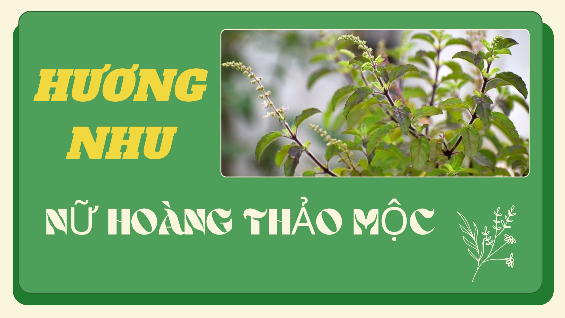 [E-Magazine] Hương nhu - "Nữ hoàng thảo mộc"