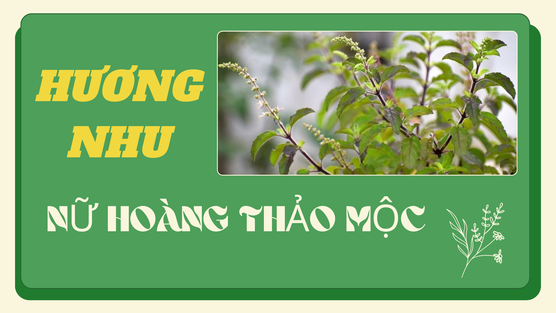 Hương nhu - "Nữ hoàng thảo mộc"