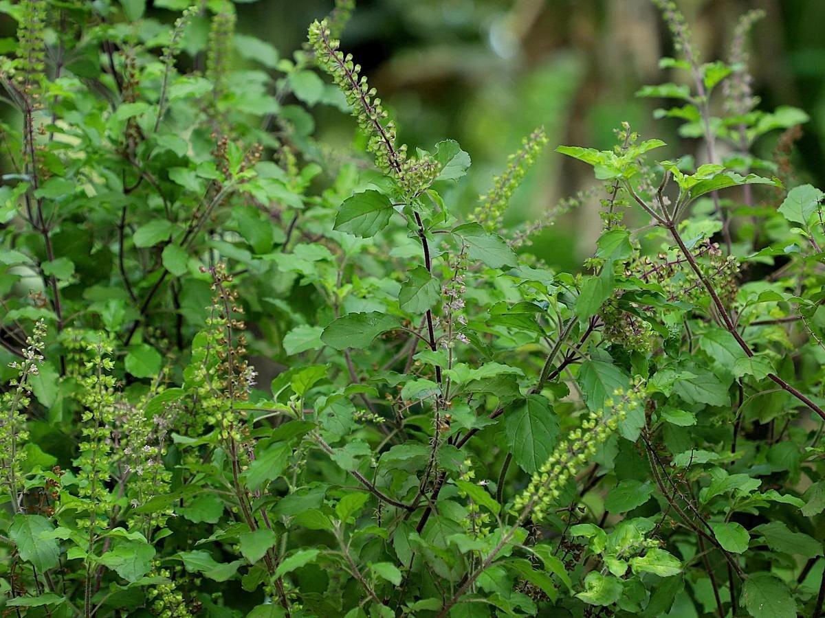 Hương nhu - "Nữ hoàng thảo mộc"