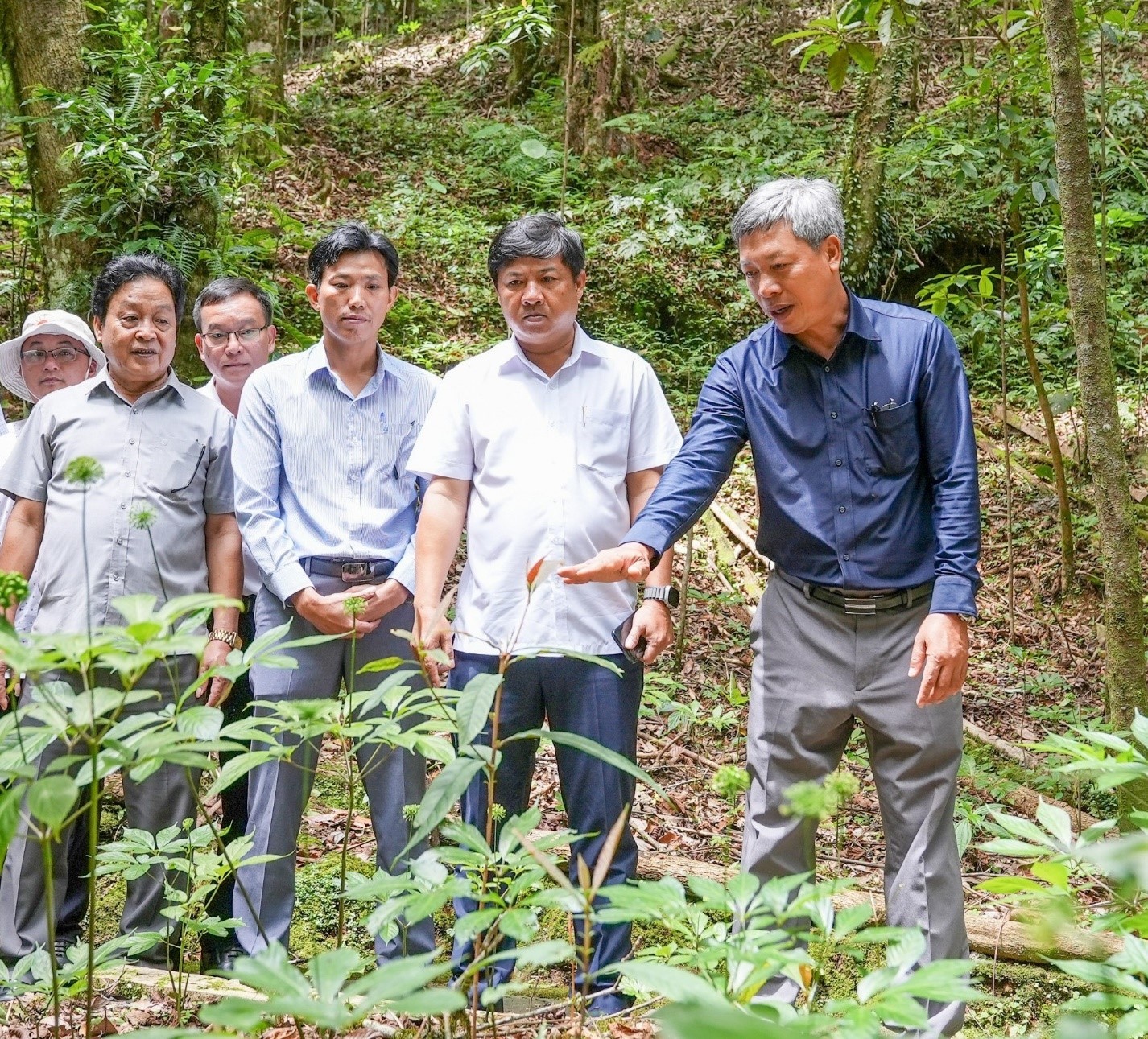 Tỉnh ủy Quảng Nam ban hành Nghị quyết về phát triển Sâm Ngọc Linh