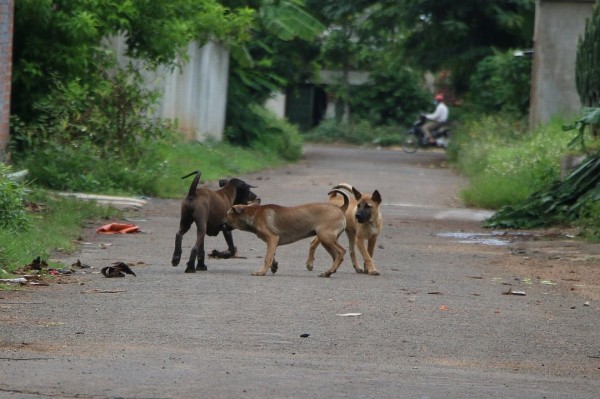 Một huyện ở Quảng Nam công bố dịch chó dại