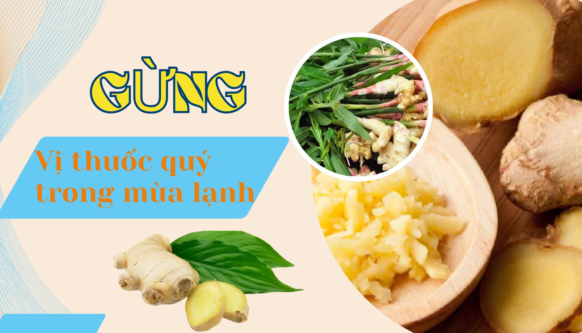 [E-Magazine] Gừng - Vị thuốc quý trong mùa lạnh