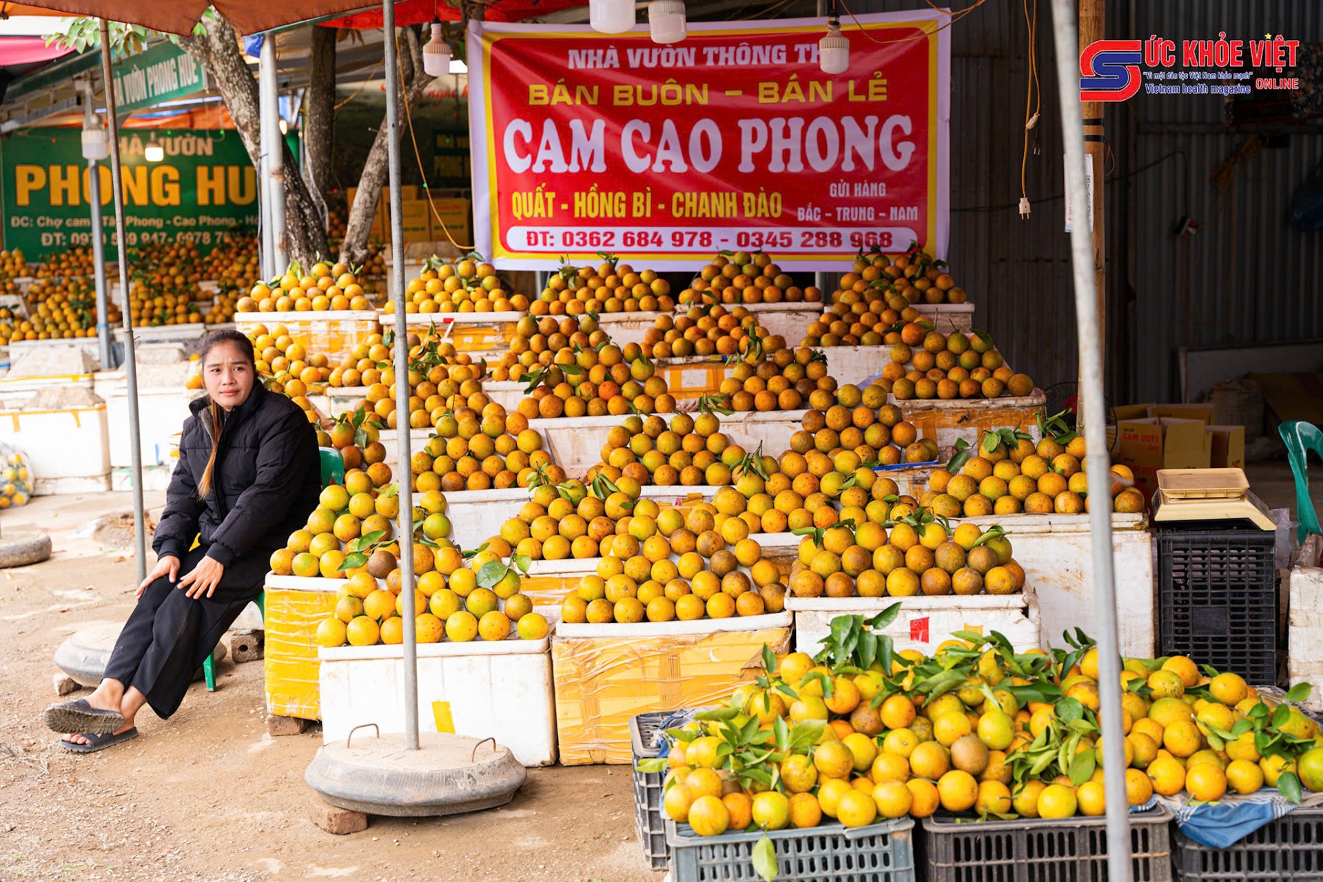 Hòa Bình: Ngày 6/12-10/12/2024 diễn ra Lễ hội Cam Cao Phong