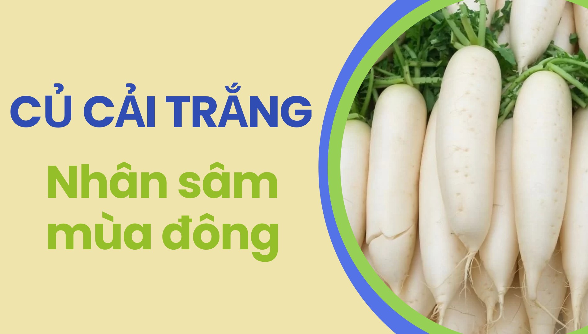 [E-Magazine] Củ cải trắng - Nhân sâm mùa đông