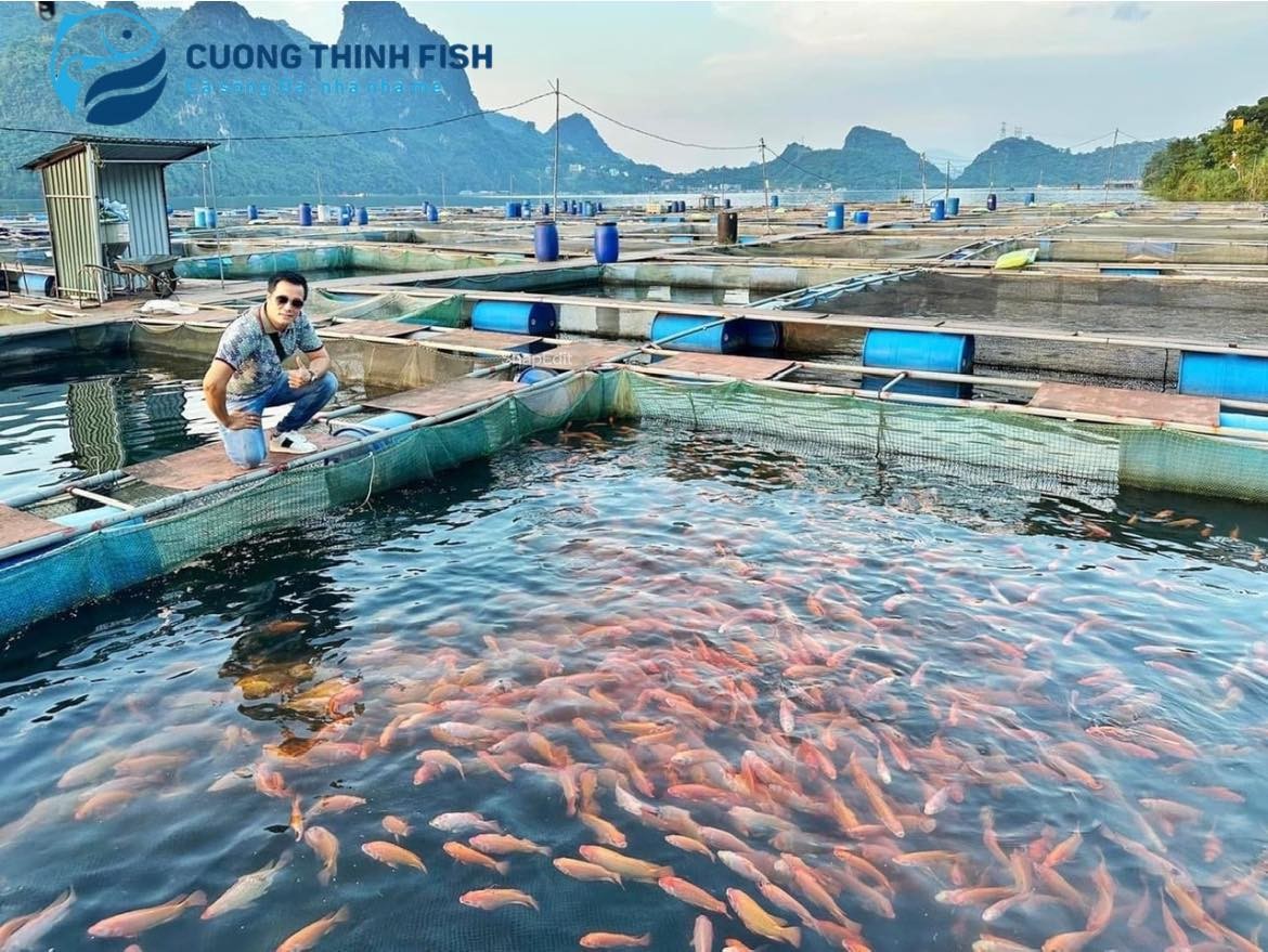 Cường Thịnh Fish - Sự khởi đầu của thương hiệu Cá sông Đà