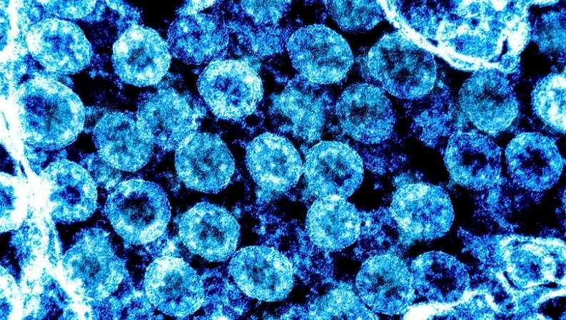 Phát hiện cây hương nhu chứa chất ức chế sự phát triển của virus SARS-CoV-2