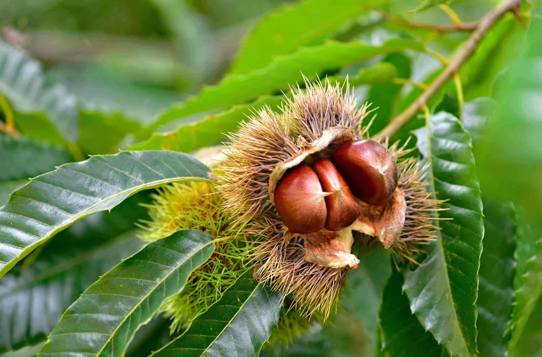 Hạt dẻ - Thực phẩm bổ dưỡng với nhiều lợi ích cho sức khỏe