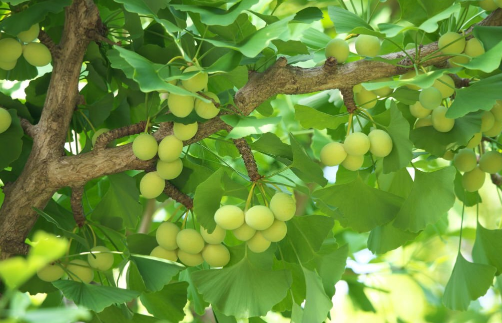 Điểm danh các loại thảo dược giúp mắt sáng, tăng cường thị lực